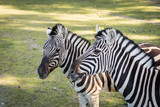 Fototapeta Konie - Zebra in the zoo. An African animal locked in a cage.
