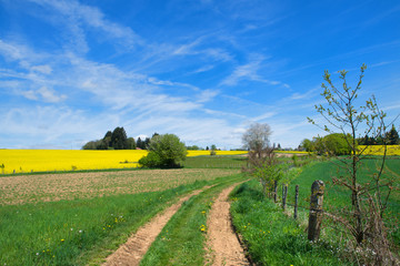 Wall Mural - Landscape French Limousin with rape seed