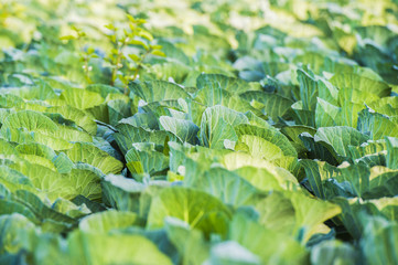 Wall Mural - Organic cauliflower plantation, Expanse of green biological cabbage on a farm at sunset.