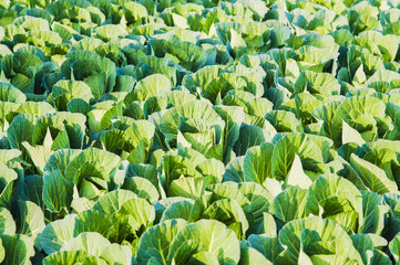 Wall Mural - Organic cauliflower plantation, Expanse of green biological cabbage on a farm at sunset.