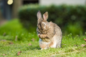 cute brown rabbit scratching its face with both paws on the green grassy ground