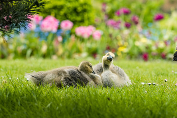 one of the two goslings on the green grass making a smiling face