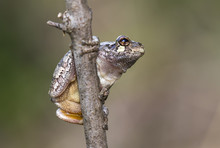 Gray Treefrog (Hyla Versicolor) On A Tree Branch, Iowa, USA.