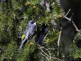 Yellow-rumped Warbler Singing