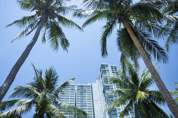 Sticker - Coconut palm trees, Hotel, beautiful tropical background, Vacation holiday concept.