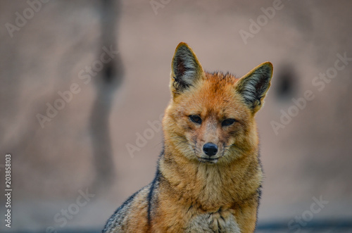 Fotografie, Obraz Andean Fox, or culpeo (Lycalopex culpaeus)