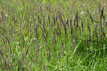 Poster - Cogon grass