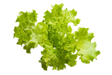 lettuce leaves isolated