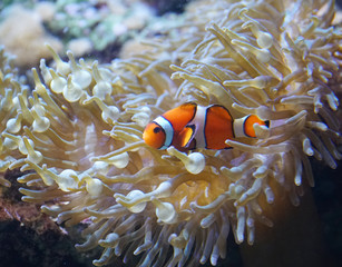 Wall Mural - orange clown fish in the coral reef