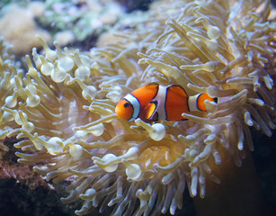 Canvas Print - orange clown fish in the coral reef