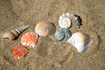 Wall Mural - colorful sea shells and snail on sand in the beach