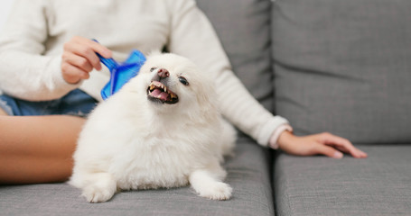 Canvas Print - Pomeranian hate brushing hair