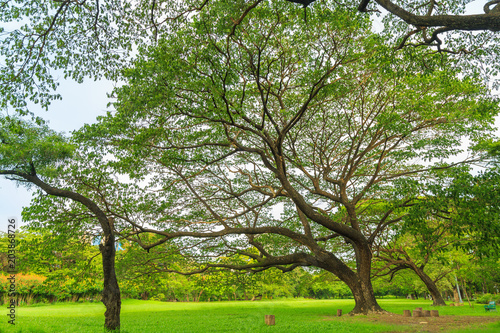A Beautiful Rain Tree On The Lawn In The Park With Nature