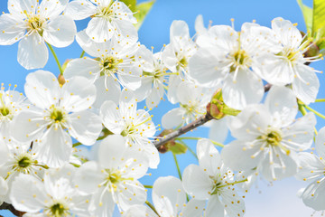  white cherry flowers against the blue sky, beautiful natural spring landscape, tender pastel composition, outdoor,nature,background.selective focus
