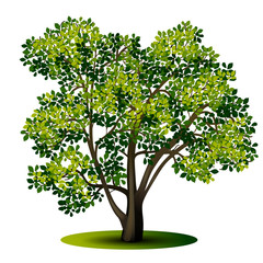 Wall Mural - detached tree with green leaves