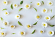 floral pattern, frame of flowers of daisies (chamomiles) and green leaves on a white background. flat, top view