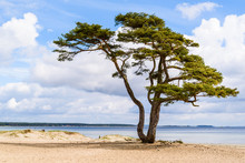 Ahus, Sweden. A Lonely Pine Tree Standing On The Sandy Beach On A Sunny Day In Spring. Rainclouds In The Distance.