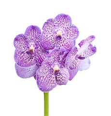 Wall Mural - orchid vanda