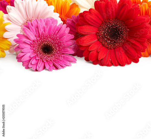 Gerbera flowers isolated on white background