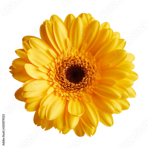 Gerbera daisy flower isolated on white background