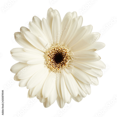 Gerbera daisy flower isolated on white background