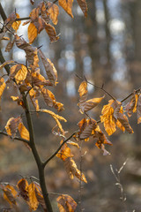 Poster - sere autumn leaves