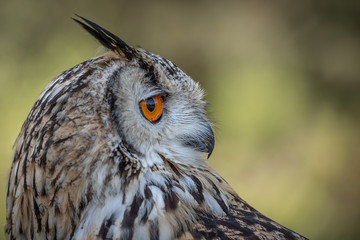 Fototapete - A very close profile portrait of a eurasian eagle owl looking to the right with space for text
