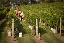 Chardonnay Grape Harvesting