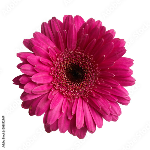 Gerbera daisy flower isolated on white background