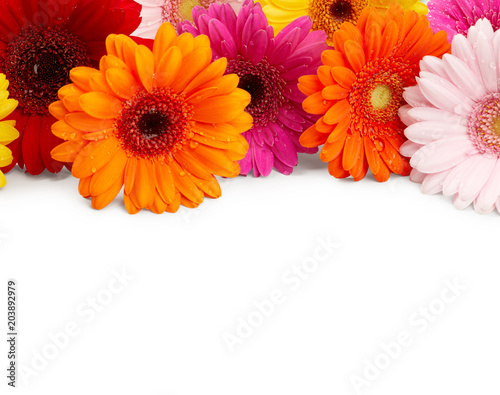 Gerbera flowers isolated on white background