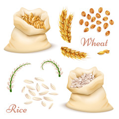 Wall Mural - Agricultural cereals - wheat and rice isolated on white background. Vector realistic grains, ears clipart collection
