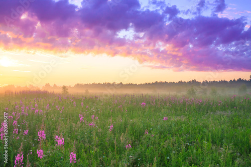 rural landscape with sunrise  and  blossoming meadow