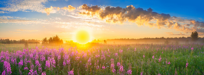 Poster - panorama rural landscape with sunrise  and  blossoming meadow