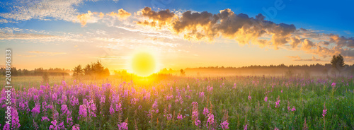 panorama rural landscape with sunrise  and  blossoming meadow