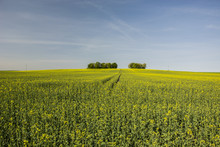 Huge Yellow Field Of Rapeseed And Trees In The Distance