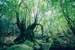 © YuichiYokota - forest of yakushima 屋久島の森