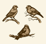 Fototapeta  - Vector drawing. Tits, sparrows and bullfinches on branches