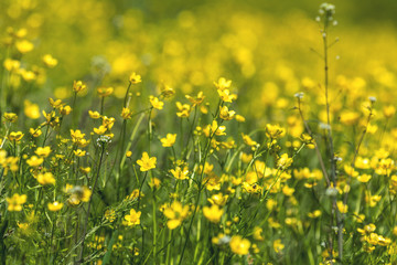 Wall Mural - yellow ranunculus acris on the spring sunny lawn