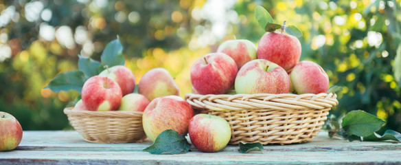 Wall Mural - Organic apples in a baskets