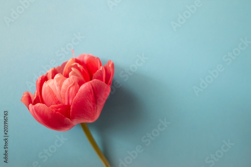 Beautiful pink peony flowering tulip on blue background. Holiday greeting car...