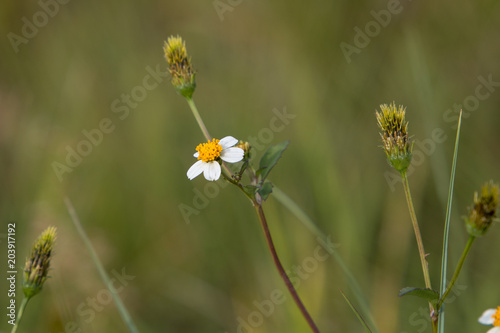 Bidens Pilosa Small White Wild Flower Weed Plant Close Up With Green Background Buy This Stock Photo And Explore Similar Images At Adobe Stock Adobe Stock