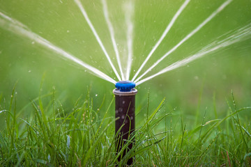 Wall Mural - Sprinkler in action watering grass