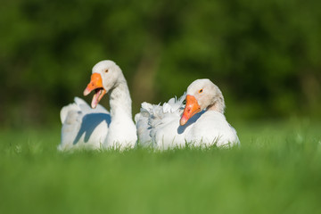 Wall Mural - White goose on green grass