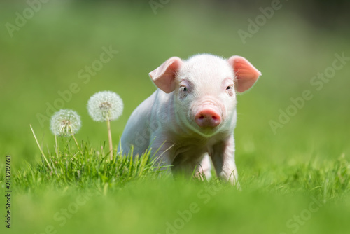 Cuadros en Lienzo Newborn piglet on spring green grass on a farm