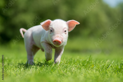 Fotografía Newborn piglet on spring green grass on a farm
