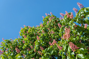 Canvas Print - Flowering red horse-chestnut tree  against a blue sky