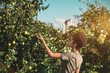 Young beautiful Brazilian female tourist with curly hair is picking a green apple from an apple tree in a public park or a garden on a sunny summer day with buildings in a defocused background