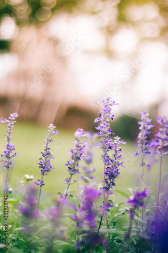 Zdjęcie XXL Purpurowi kwiaty Z tłem zamazującym