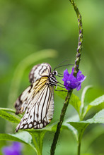 Closeup Of A Paper Kite Or White Tree Nymph Butterfly