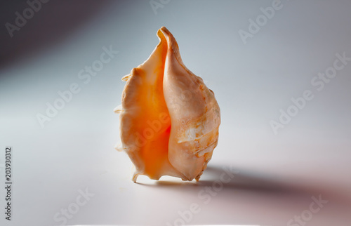 Fotografie, Obraz Shell of the sea, shaped as female genital organs, vagina